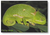 the green chameleon